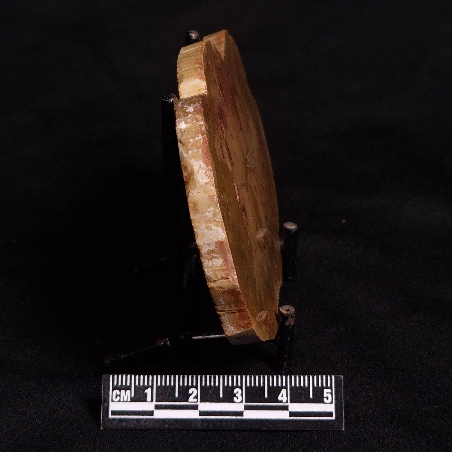PETRIFIED WOOD DONPONOXYLON sp., Cretaceous, Australia ZDW001