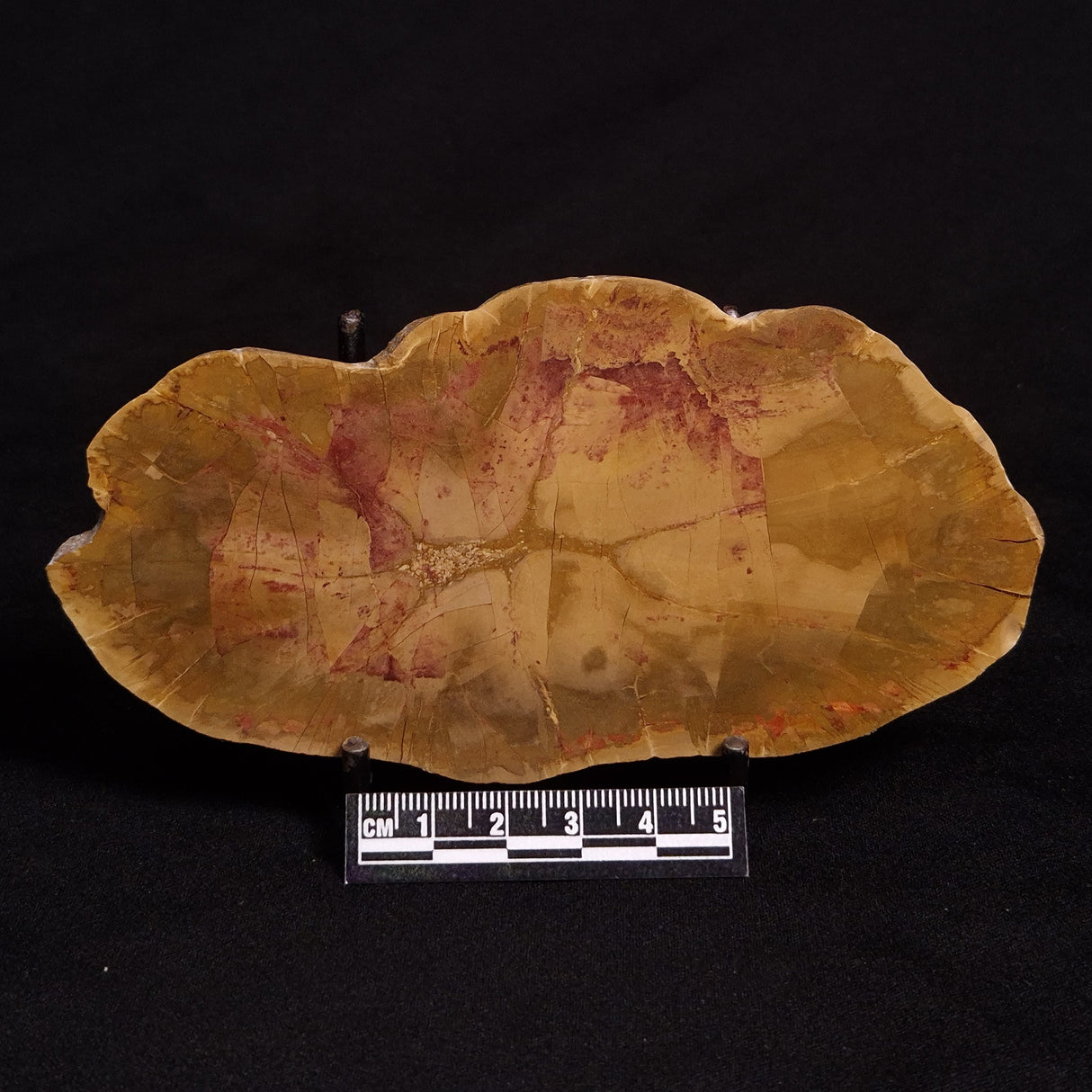 PETRIFIED WOOD DONPONOXYLON sp., Cretaceous, Australia ZDW002