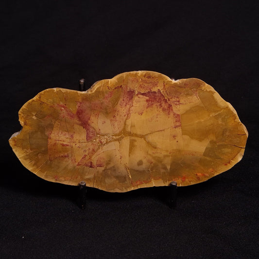 PETRIFIED WOOD DONPONOXYLON sp., Cretaceous, Australia ZDW002