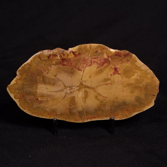 PETRIFIED WOOD DONPONOXYLON sp., Cretaceous, Australia ZDW003