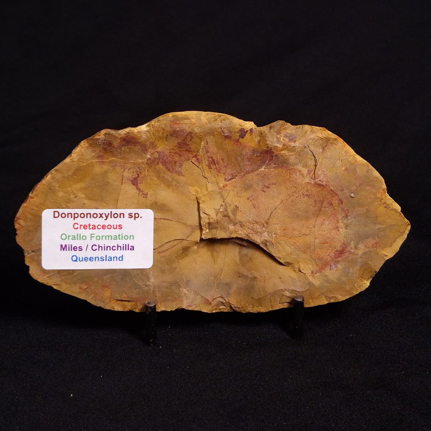 PETRIFIED WOOD DONPONOXYLON sp., Cretaceous, Australia ZDW003