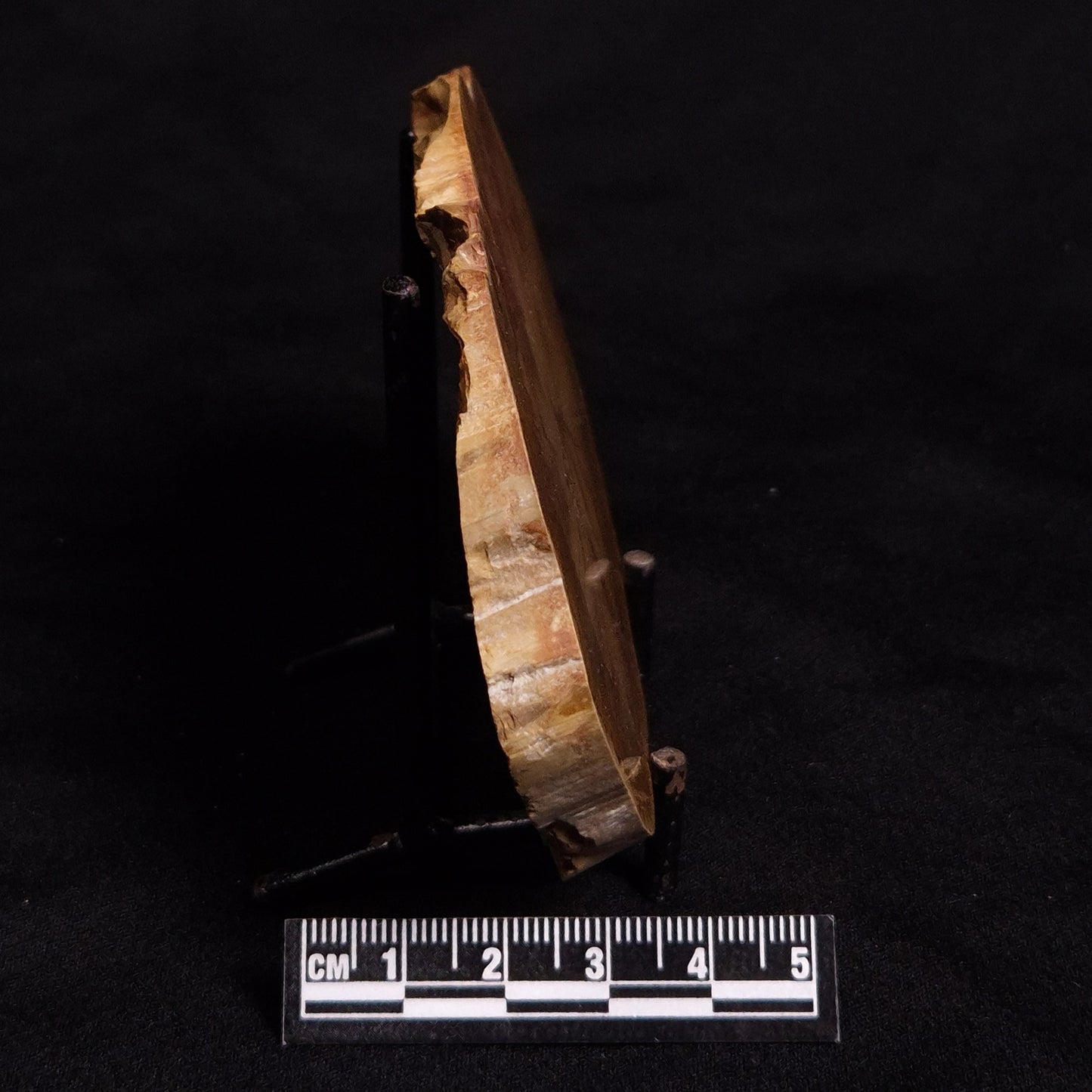 PETRIFIED WOOD DONPONOXYLON sp., Cretaceous, Australia ZDW003
