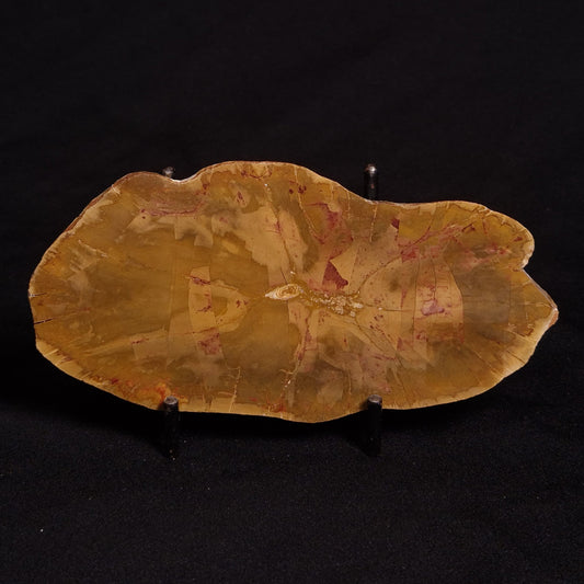 PETRIFIED WOOD DONPONOXYLON sp., Cretaceous, Australia ZDW004