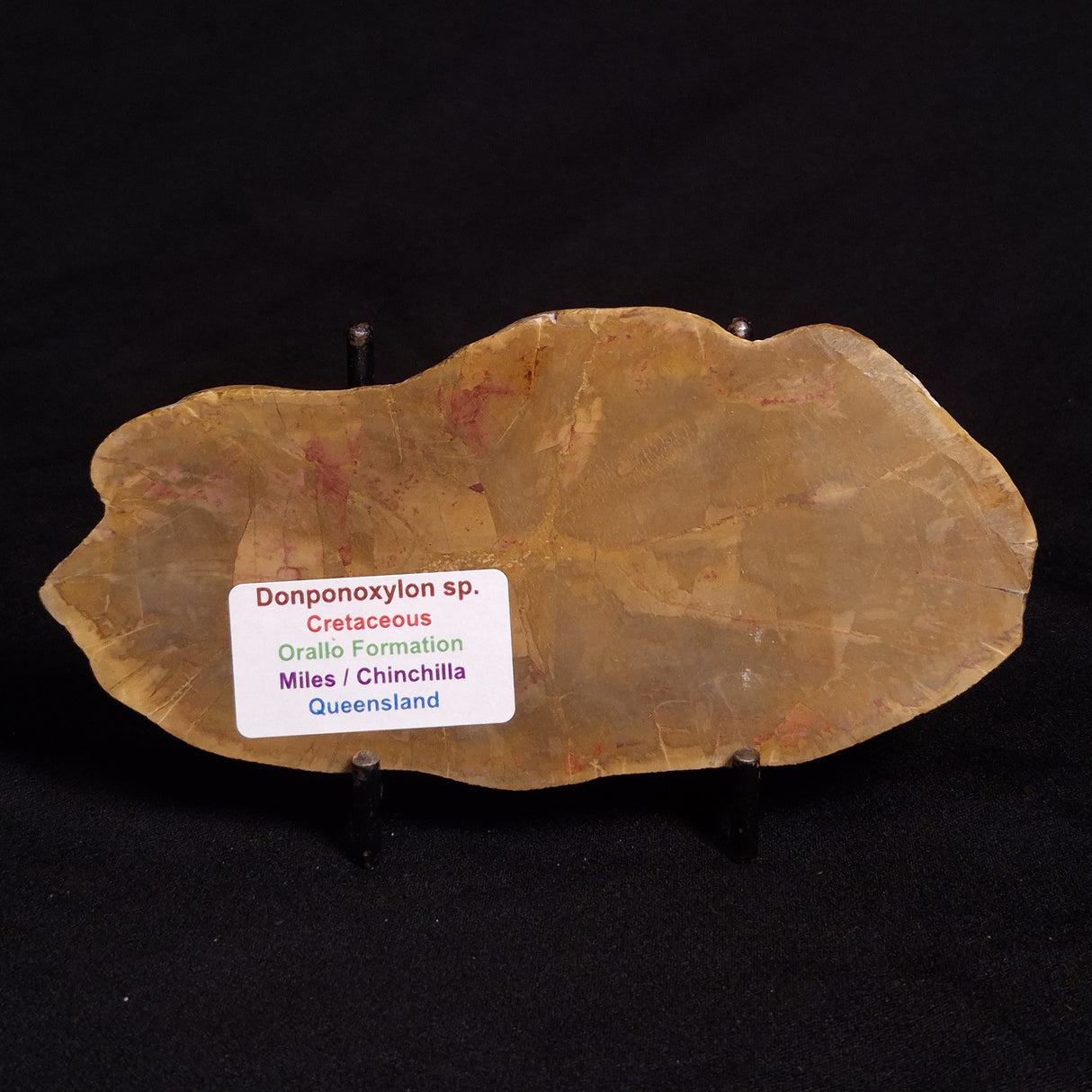 PETRIFIED WOOD DONPONOXYLON sp., Cretaceous, Australia ZDW004