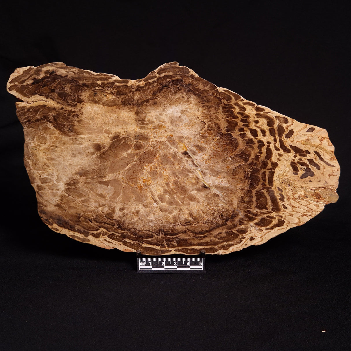 PETRIFIED WOOD DONPONOXYLON BENNETTII, Cretaceous, Australia ZDW005