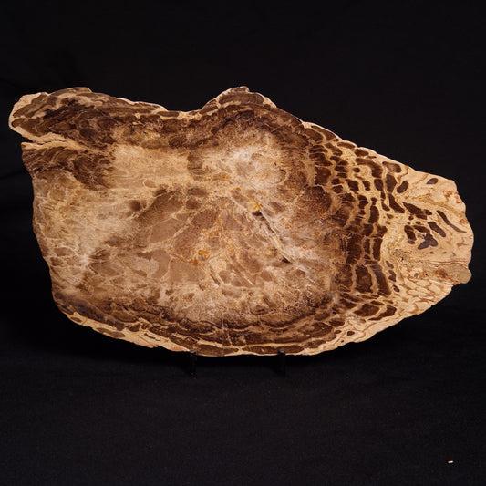 PETRIFIED WOOD DONPONOXYLON BENNETTII, Cretaceous, Australia ZDW005