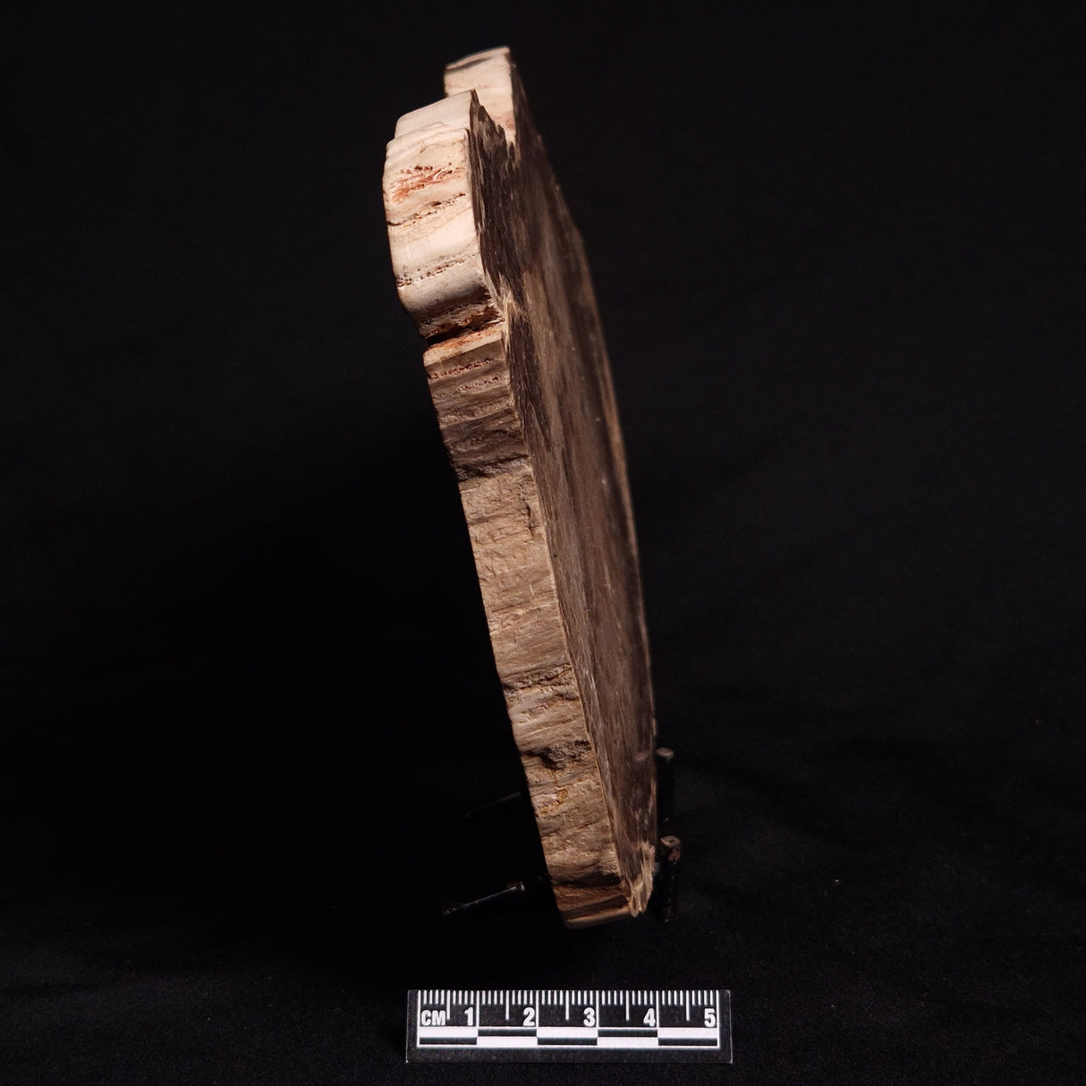 PETRIFIED WOOD DONPONOXYLON BENNETTII, Cretaceous, Australia ZDW005