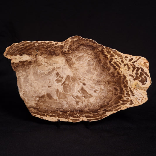 PETRIFIED WOOD DONPONOXYLON BENNETTII, Cretaceous, Australia ZDW006