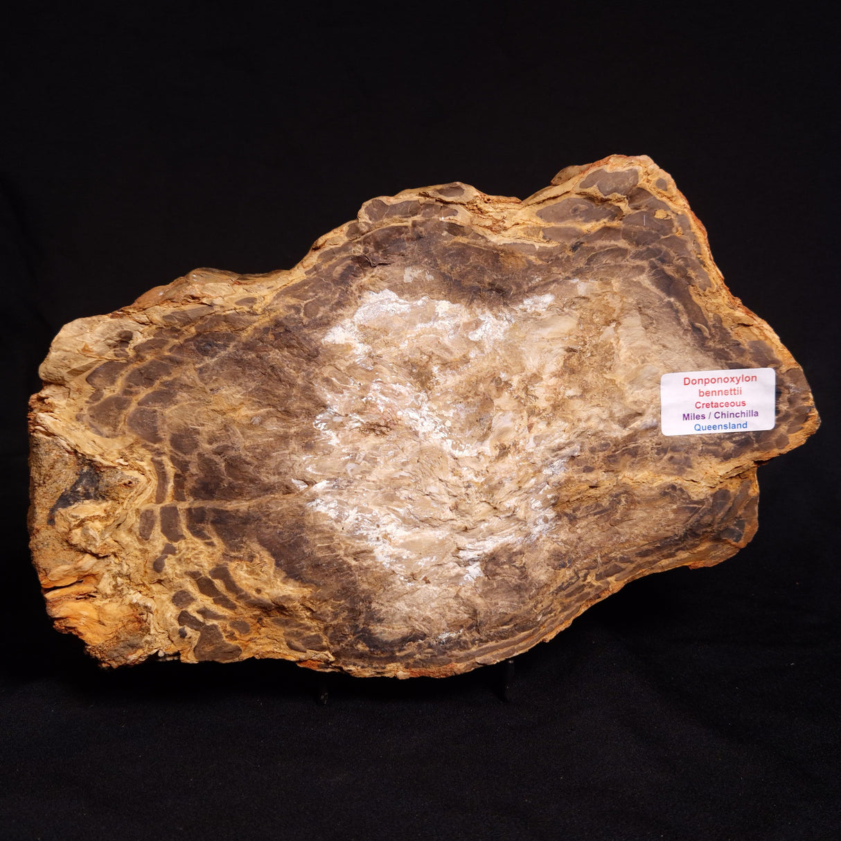 PETRIFIED WOOD DONPONOXYLON BENNETTII, Cretaceous, Australia ZDW008