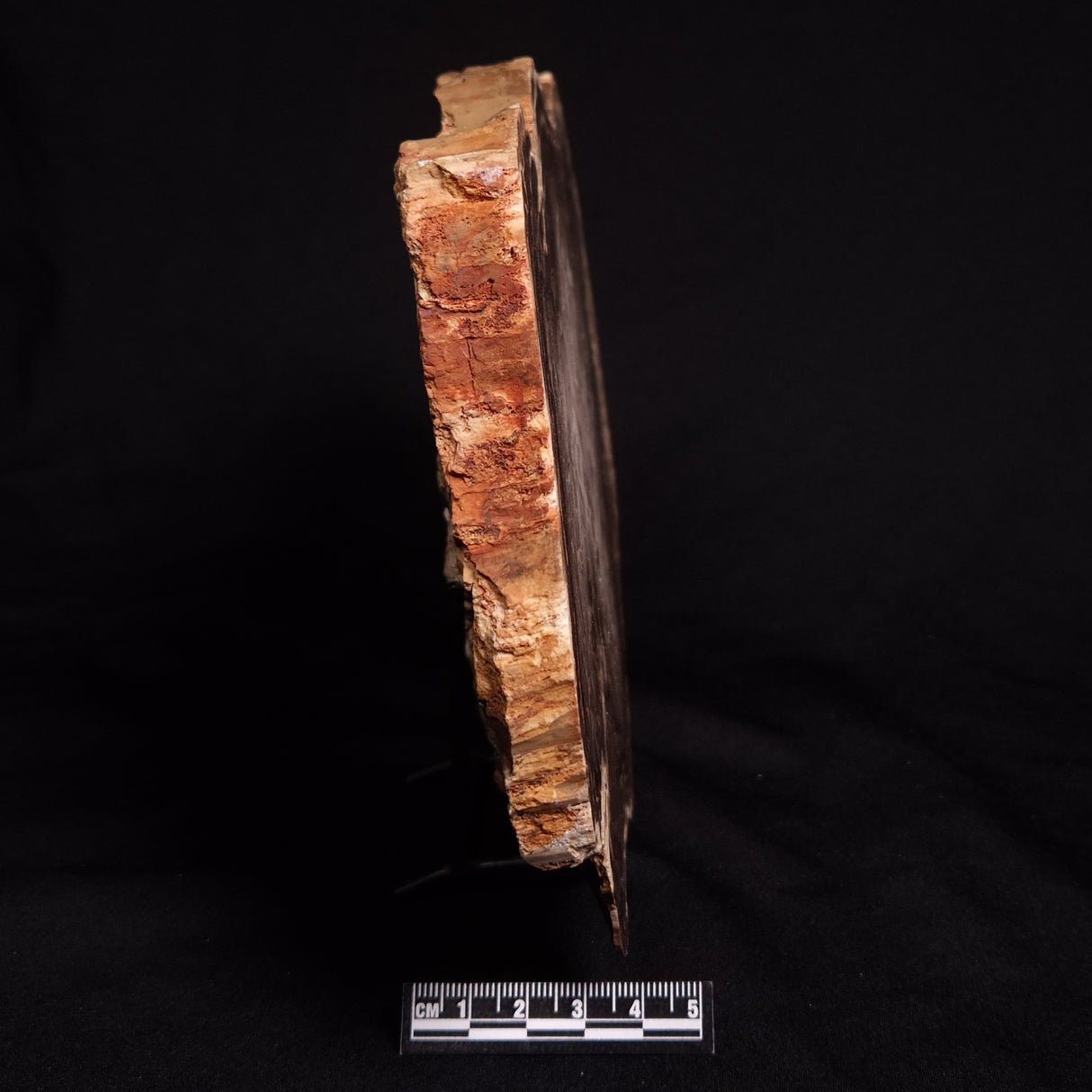 PETRIFIED WOOD DONPONOXYLON BENNETTII, Cretaceous, Australia ZDW008