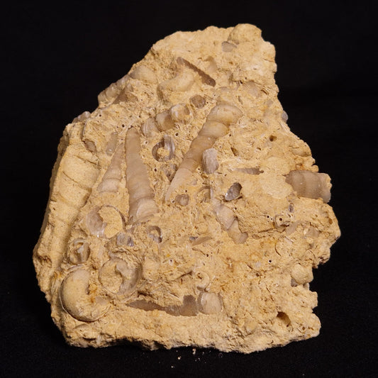 TURRITELLA SELENITE REPLACED, Miocene, Australia XSH001