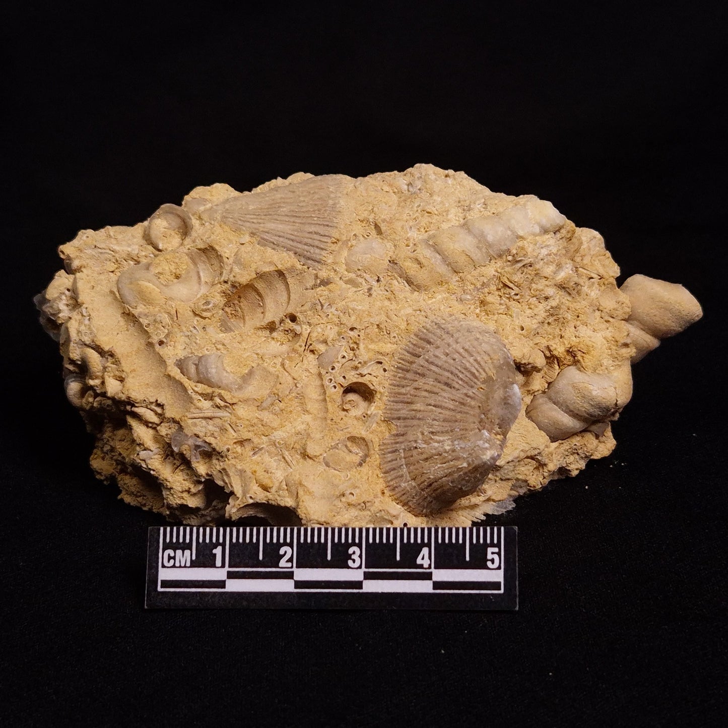TURRITELLA SELENITE REPLACED, Miocene, Australia XSH002