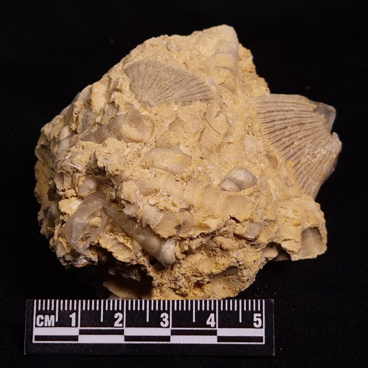 TURRITELLA SELENITE REPLACED, Miocene, Australia XSH002