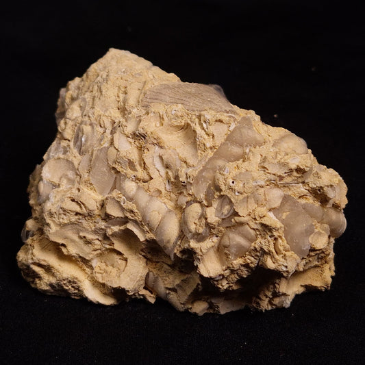 TURRITELLA SELENITE REPLACED, Miocene, Australia XSH002