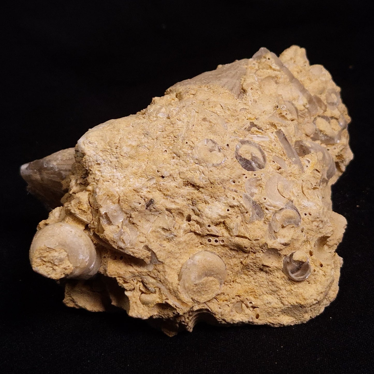 TURRITELLA SELENITE REPLACED, Miocene, Australia XSH002
