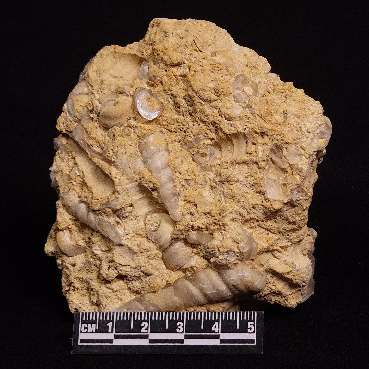 TURRITELLA SELENITE REPLACED, Miocene, Australia XSH003