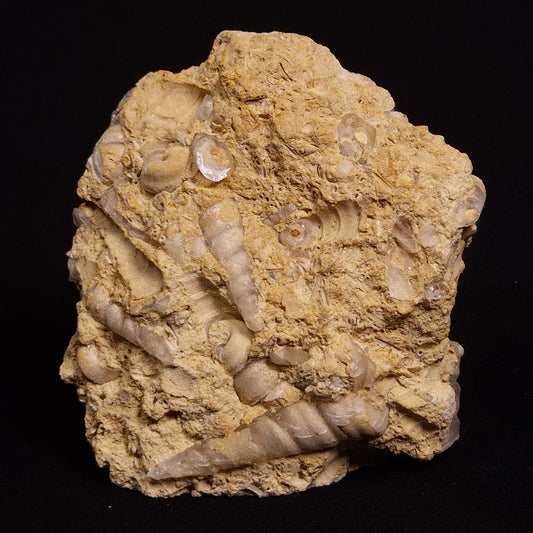 TURRITELLA SELENITE REPLACED, Miocene, Australia XSH003