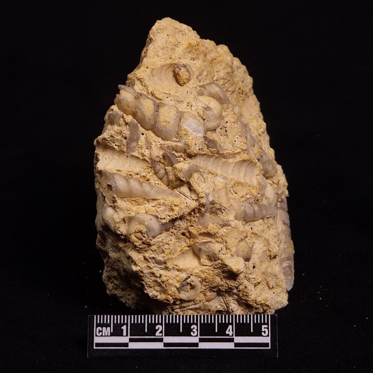 TURRITELLA SELENITE REPLACED, Miocene, Australia XSH003