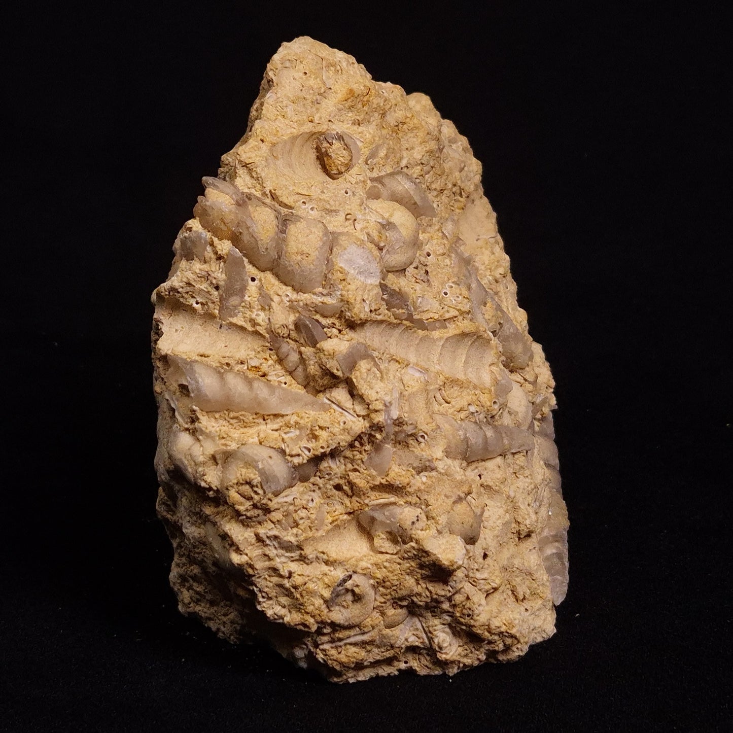 TURRITELLA SELENITE REPLACED, Miocene, Australia XSH003
