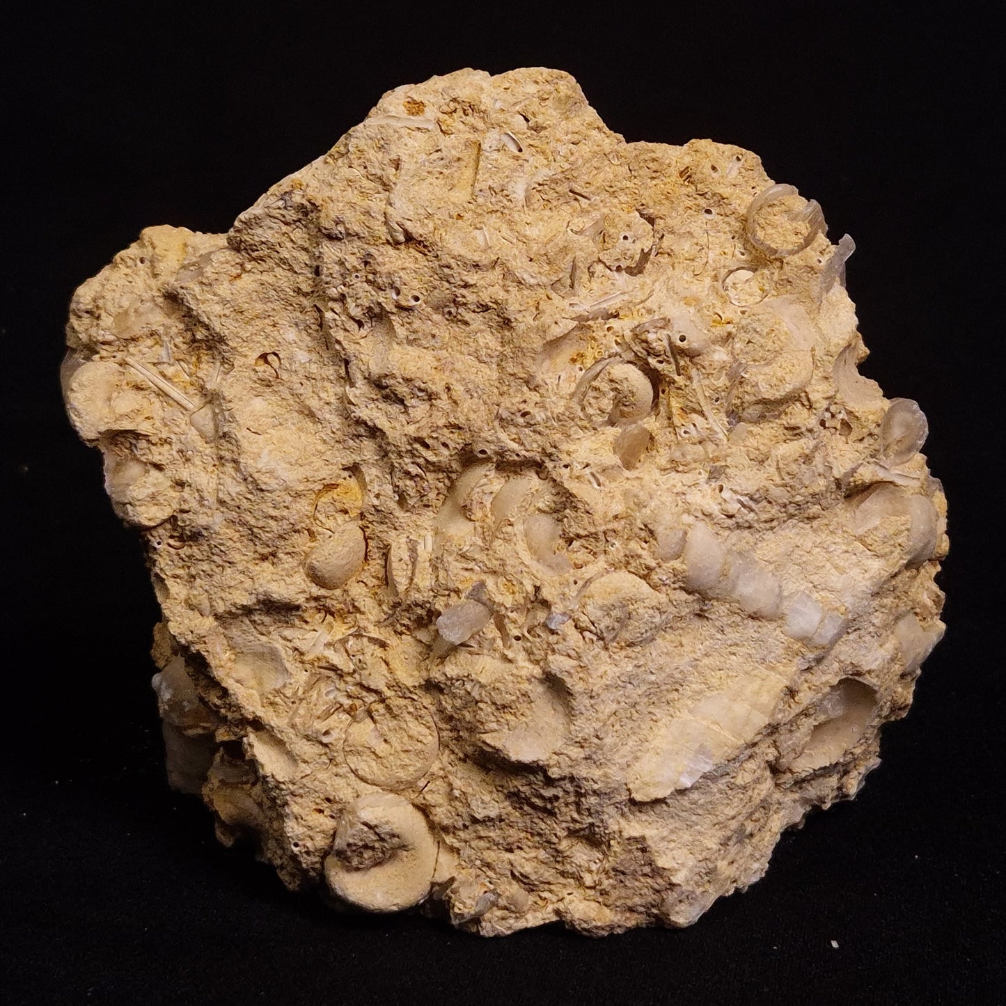 TURRITELLA SELENITE REPLACED, Miocene, Australia XSH003