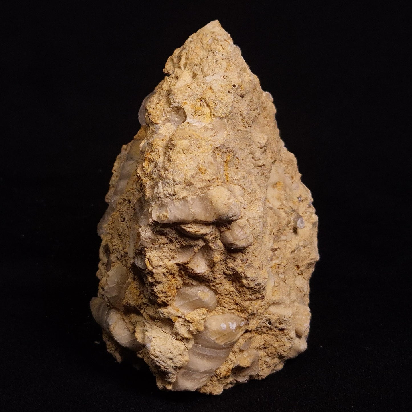 TURRITELLA SELENITE REPLACED, Miocene, Australia XSH003
