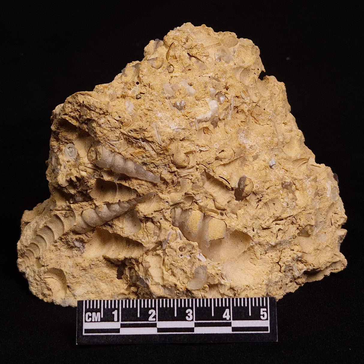 TURRITELLA SELENITE REPLACED, Miocene, Australia XSH004