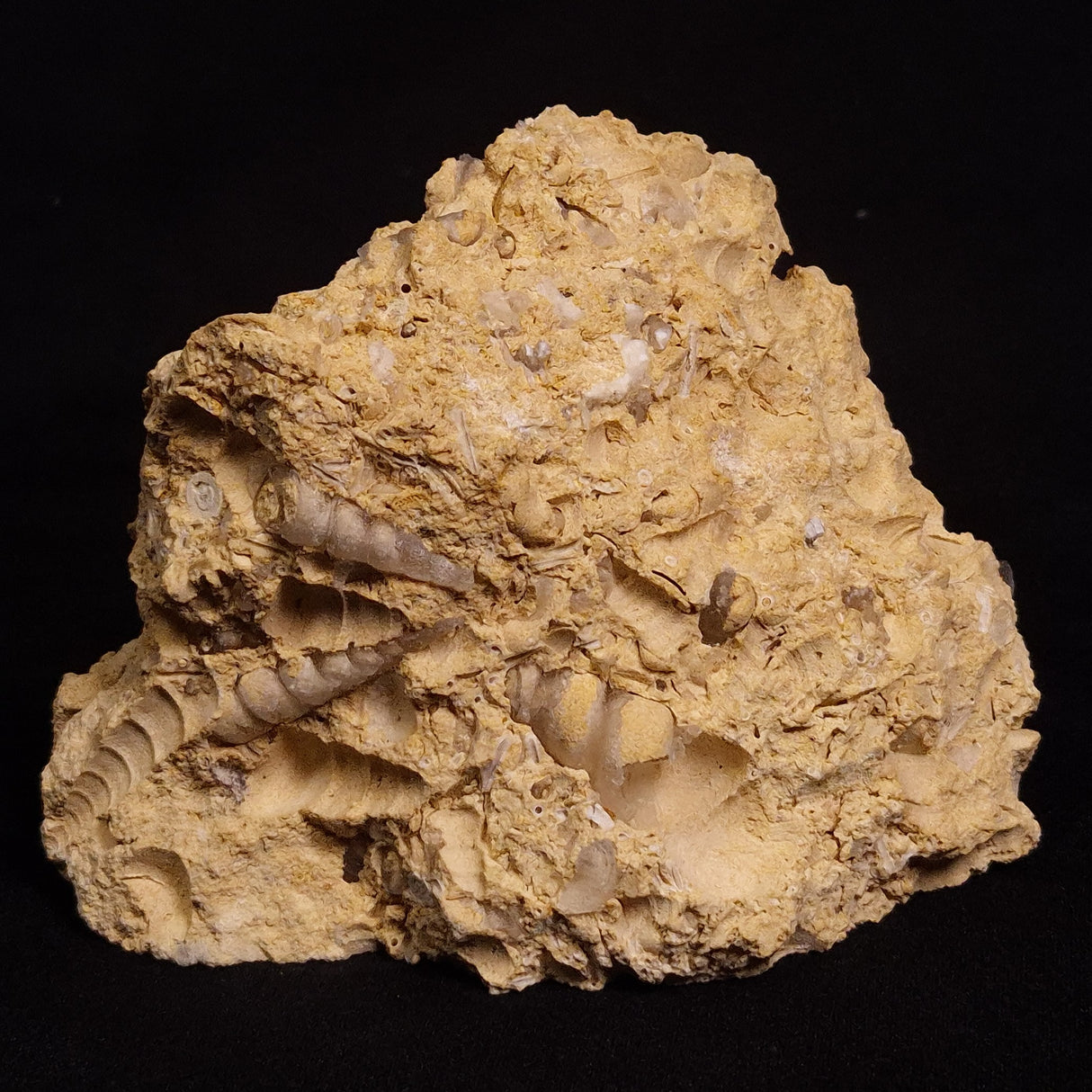 TURRITELLA SELENITE REPLACED, Miocene, Australia XSH004