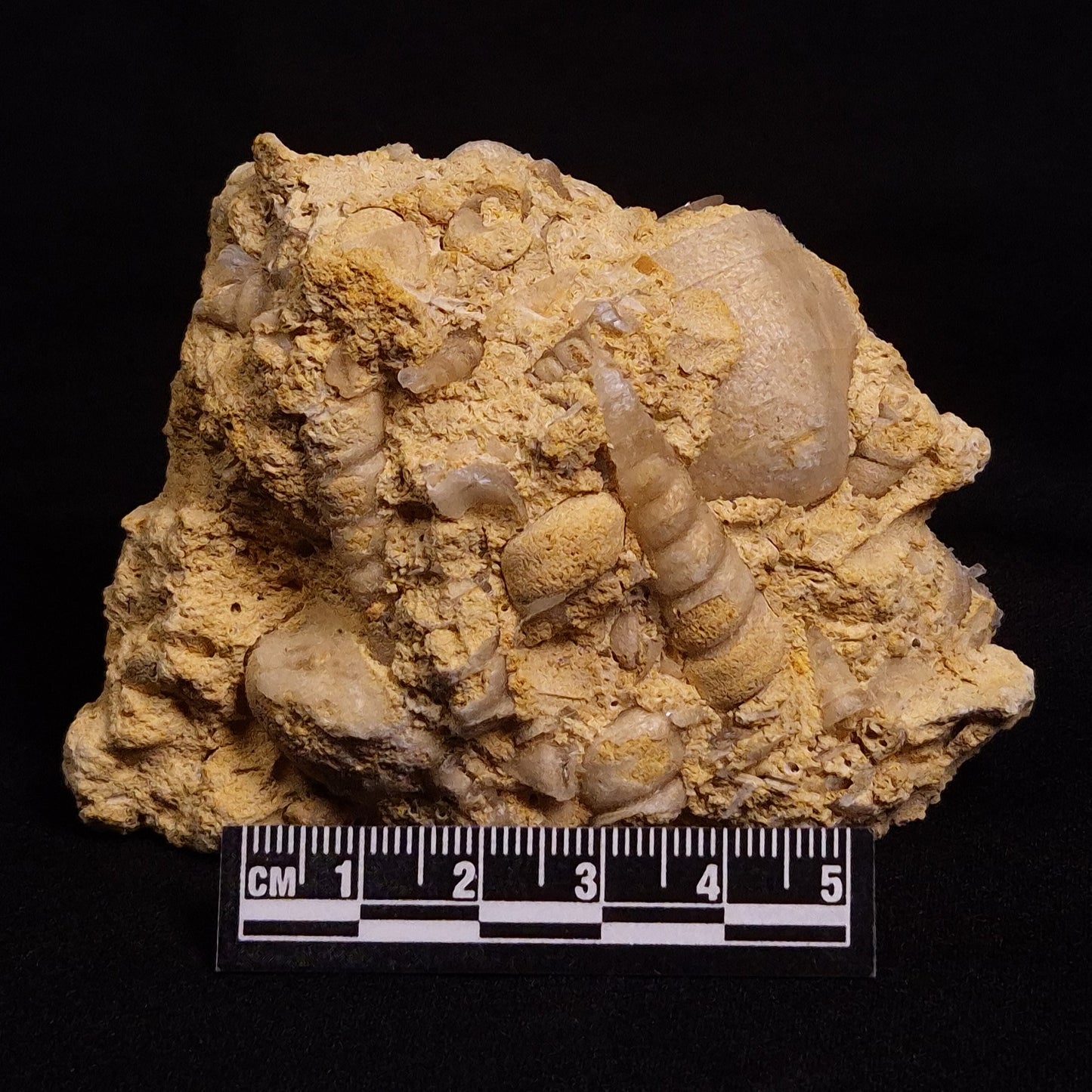 TURRITELLA SELENITE REPLACED, Miocene, Australia XSH005
