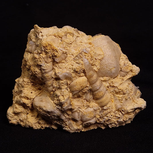 TURRITELLA SELENITE REPLACED, Miocene, Australia XSH005