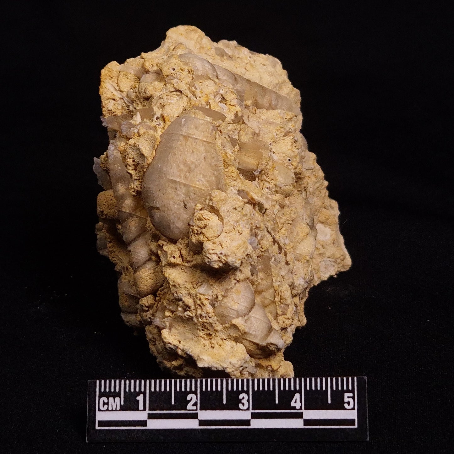 TURRITELLA SELENITE REPLACED, Miocene, Australia XSH005