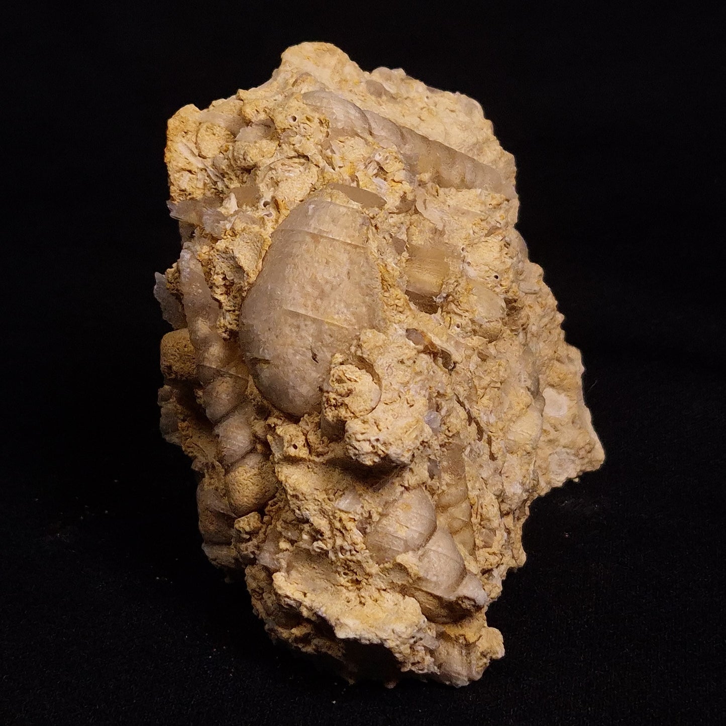 TURRITELLA SELENITE REPLACED, Miocene, Australia XSH005