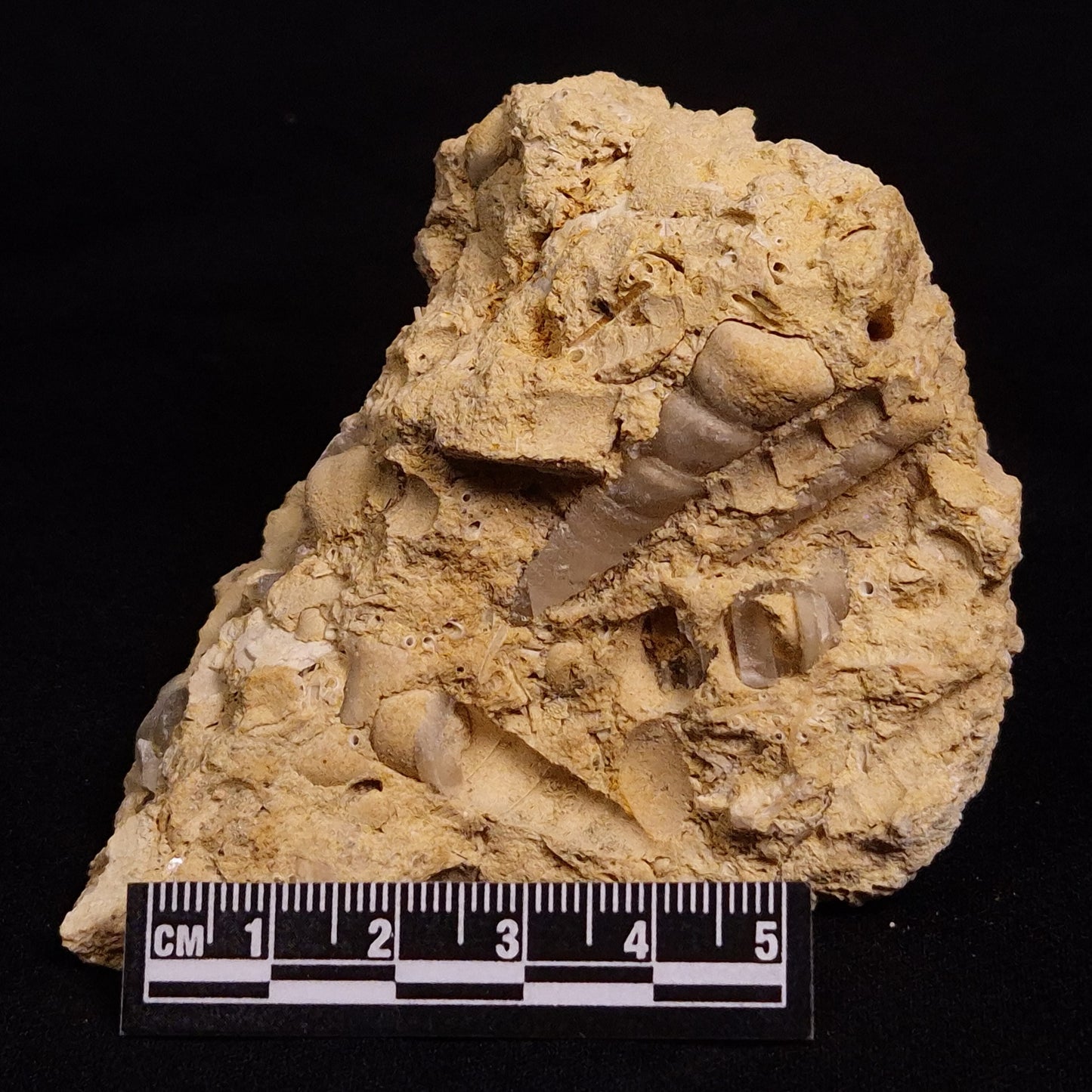 TURRITELLA SELENITE REPLACED, Miocene, Australia XSH006