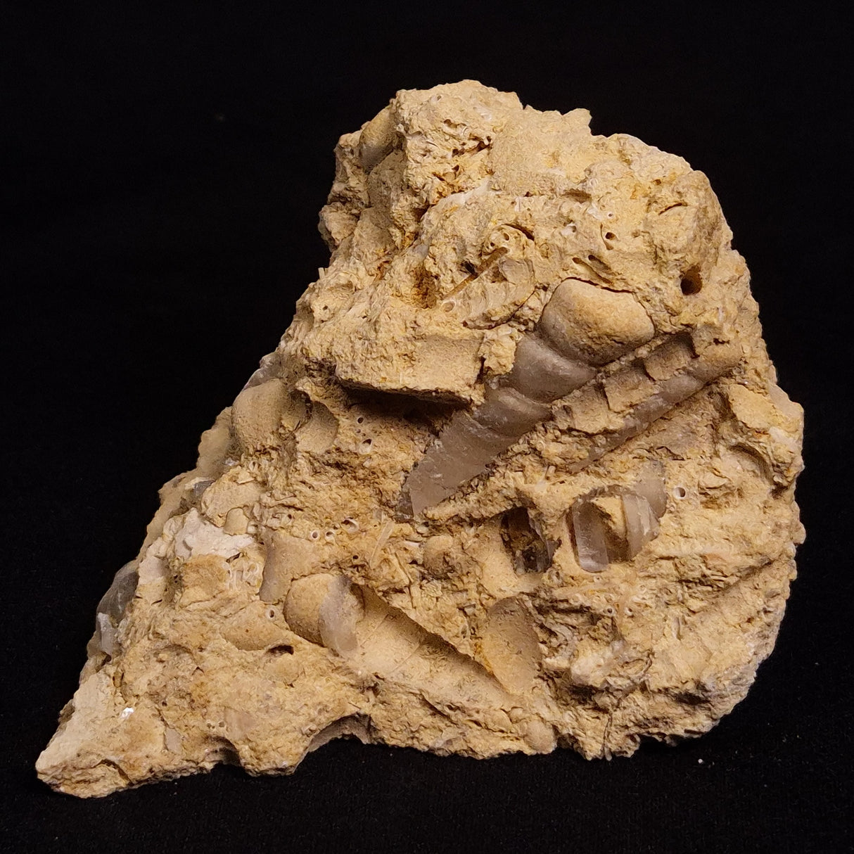 TURRITELLA SELENITE REPLACED, Miocene, Australia XSH006