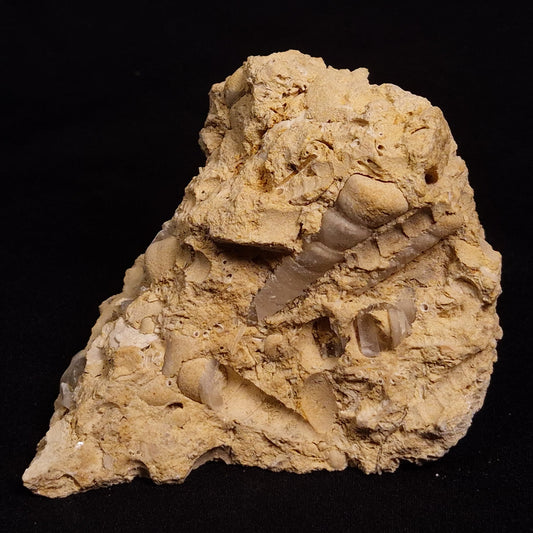 TURRITELLA SELENITE REPLACED, Miocene, Australia XSH006