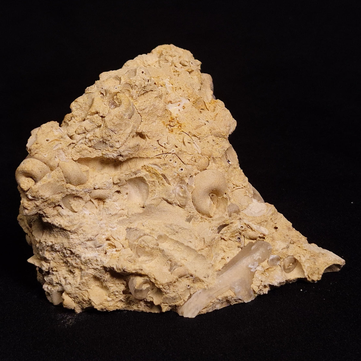 TURRITELLA SELENITE REPLACED, Miocene, Australia XSH006