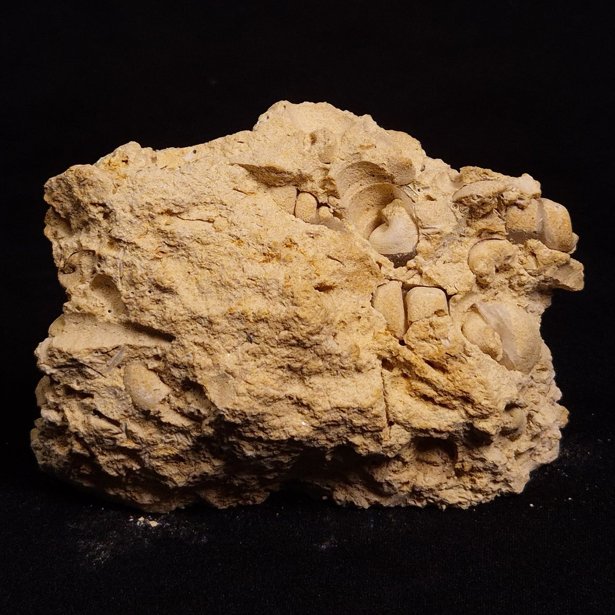 TURRITELLA SELENITE REPLACED, Miocene, Australia XSH006