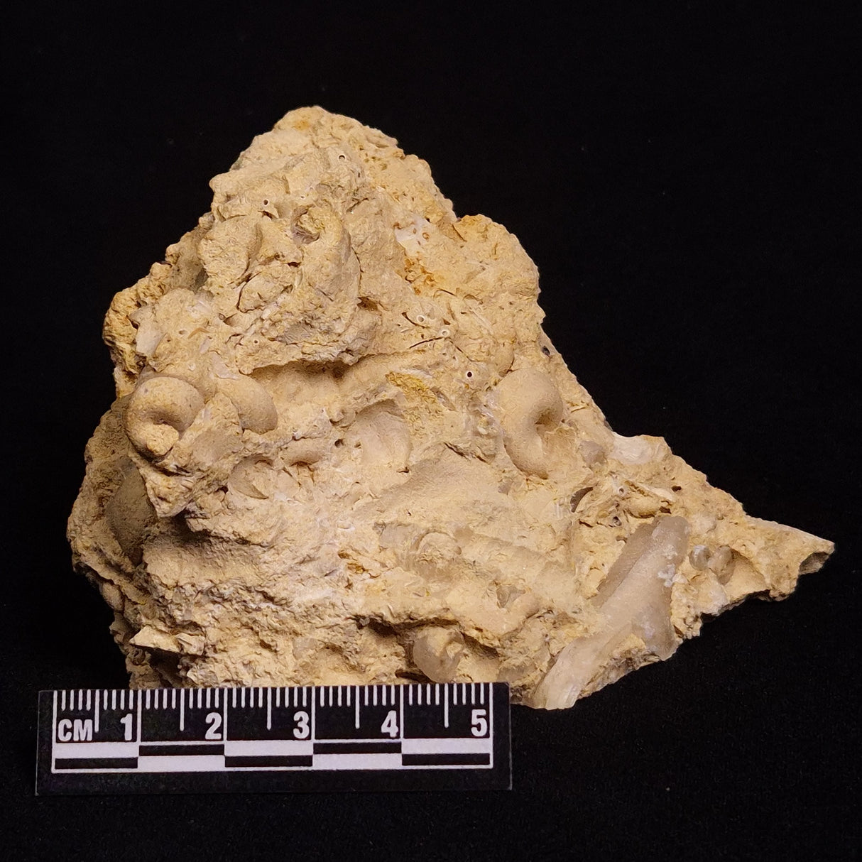TURRITELLA SELENITE REPLACED, Miocene, Australia XSH006