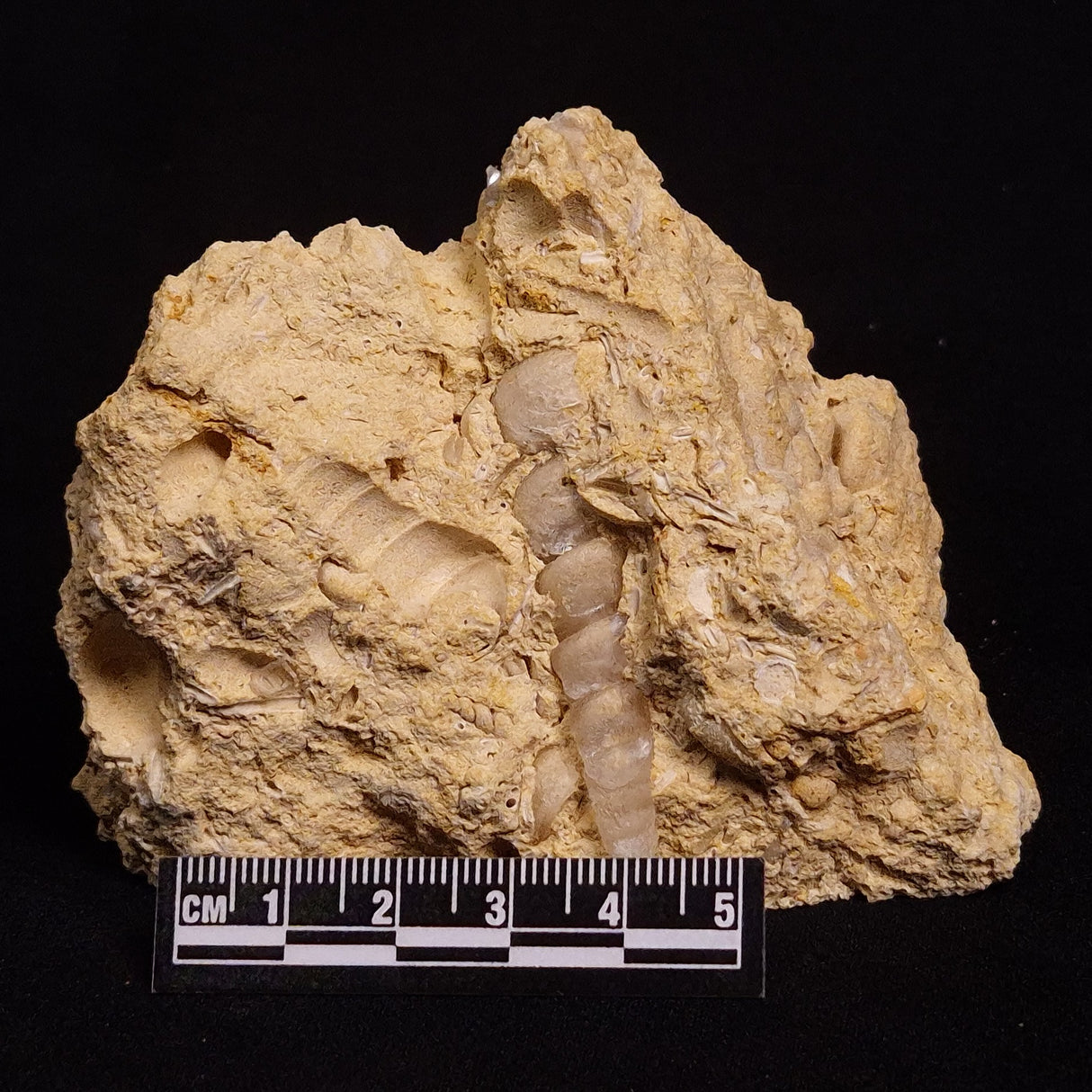 TURRITELLA SELENITE REPLACED, Miocene, Australia XSH007