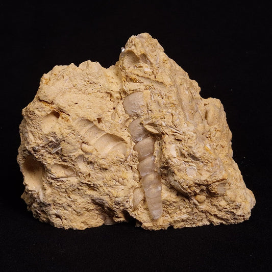 TURRITELLA SELENITE REPLACED, Miocene, Australia XSH007