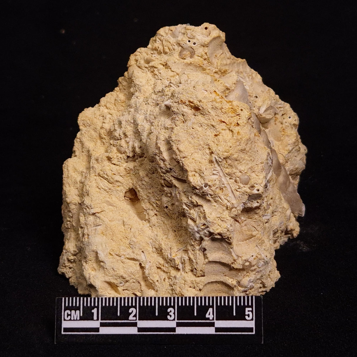 TURRITELLA SELENITE REPLACED, Miocene, Australia XSH007