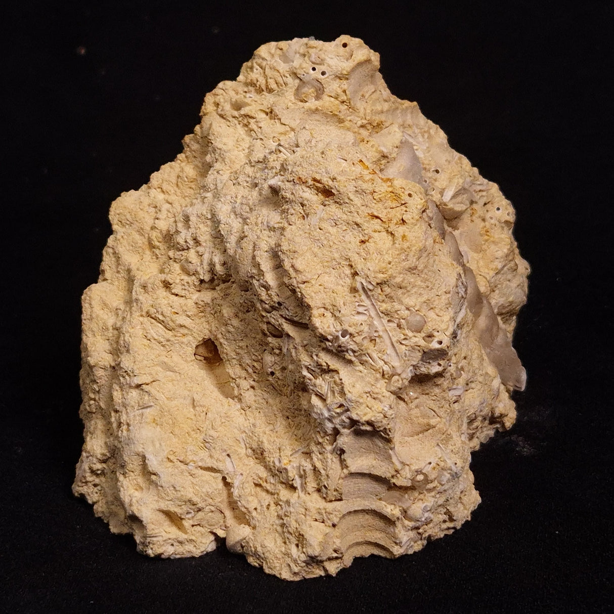 TURRITELLA SELENITE REPLACED, Miocene, Australia XSH007