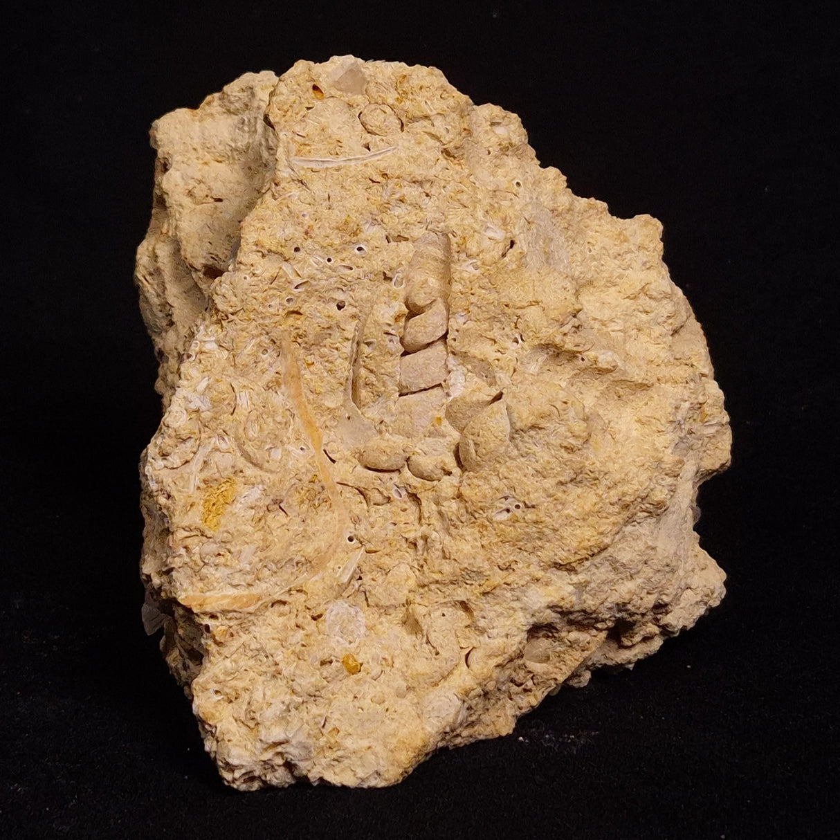 TURRITELLA SELENITE REPLACED, Miocene, Australia XSH007