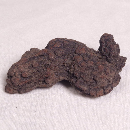 COPROLITE (FOSSILISED POO), Eocene, Madagascar XCF001