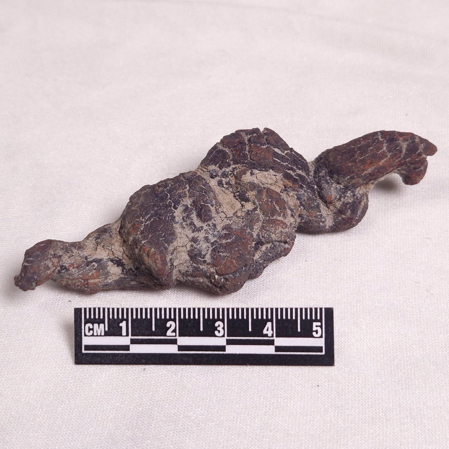 COPROLITE (FOSSILISED POO), Eocene, Madagascar XCF002