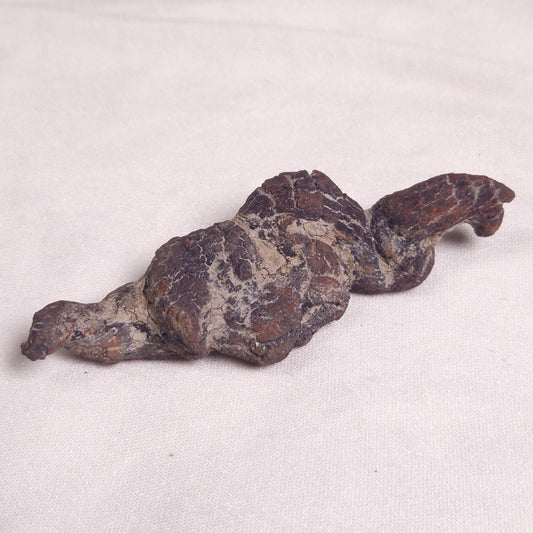 COPROLITE (FOSSILISED POO), Eocene, Madagascar XCF002