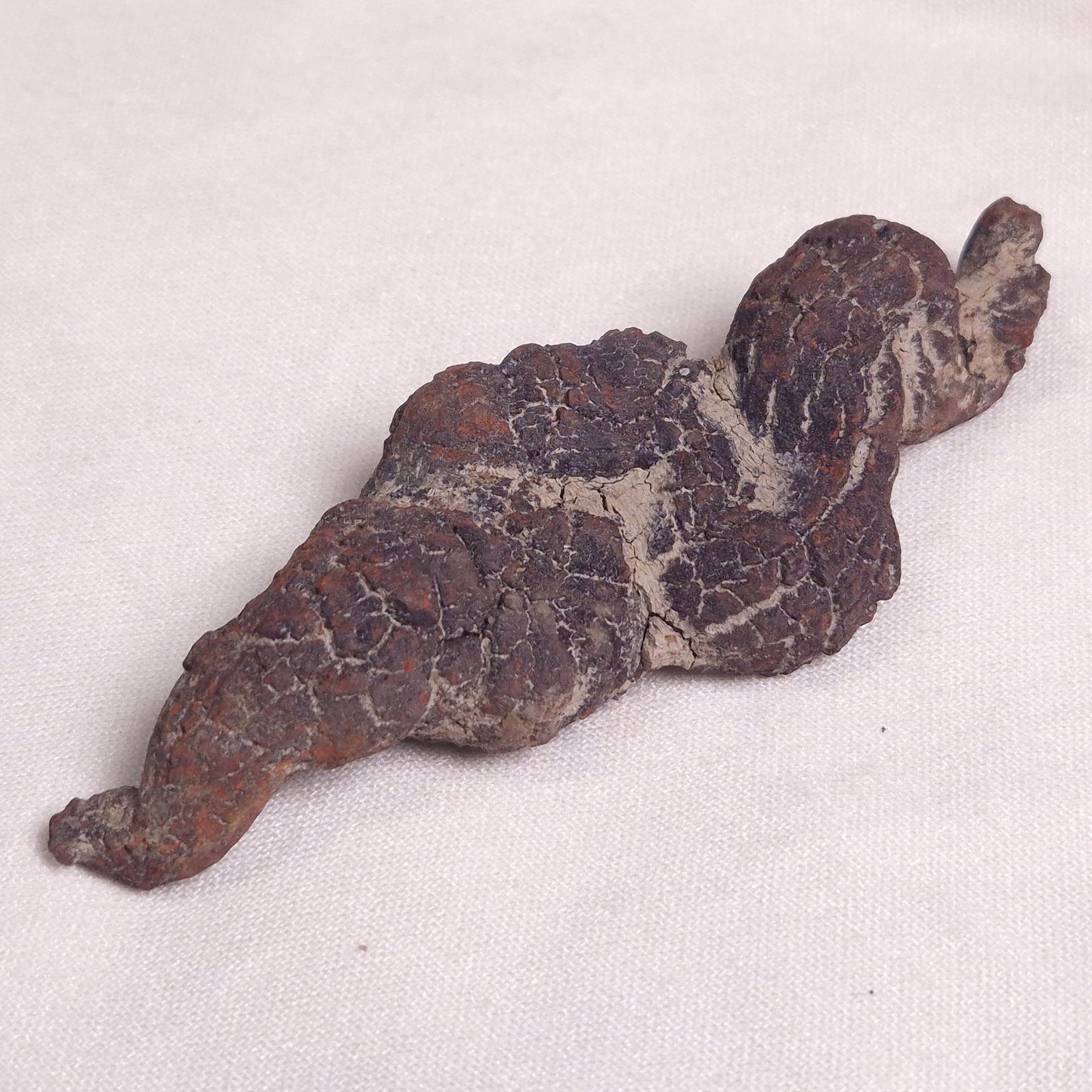 COPROLITE (FOSSILISED POO), Eocene, Madagascar XCF002