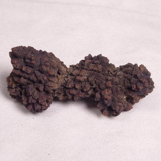 COPROLITE (FOSSILISED POO), Eocene, Madagascar XCF003