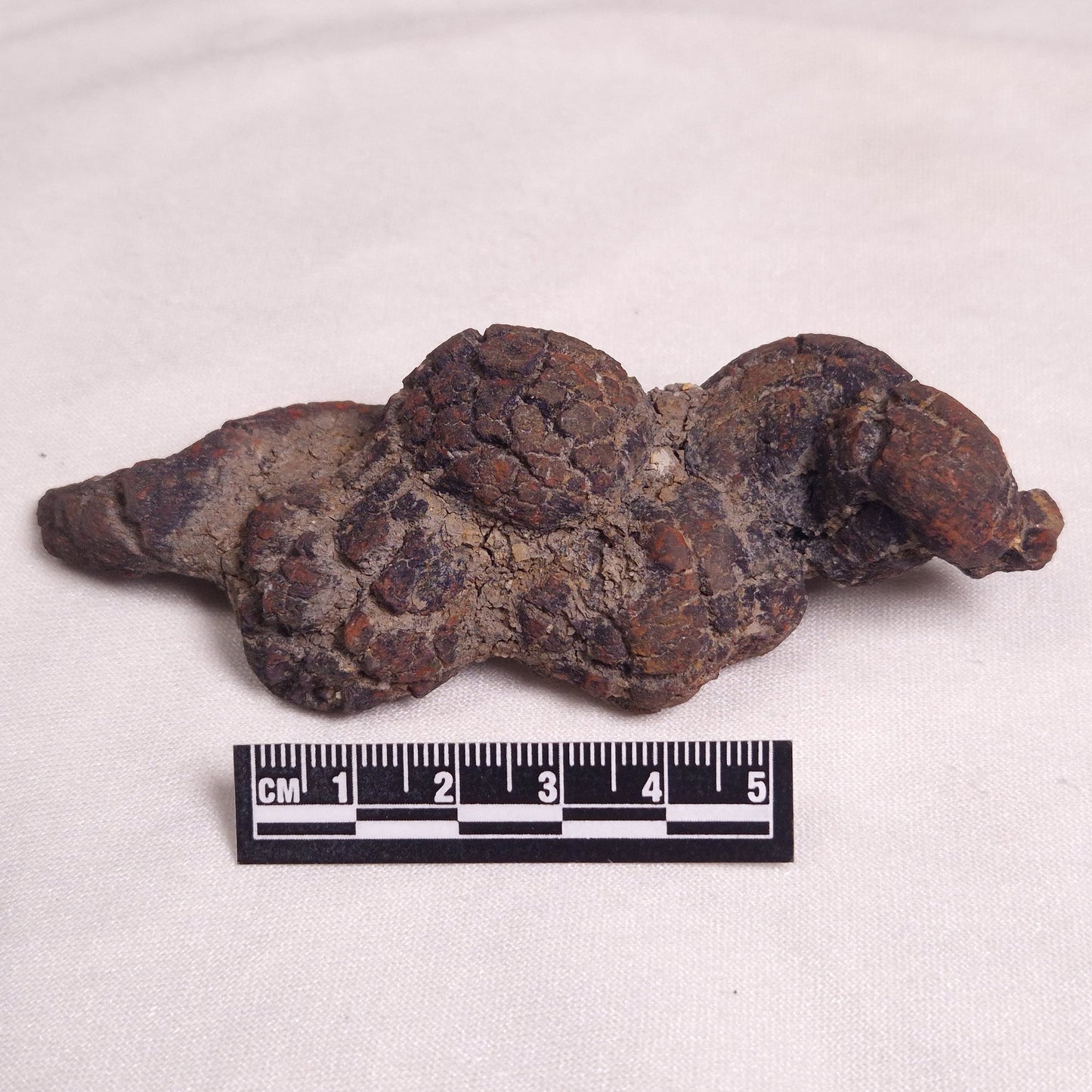 COPROLITE (FOSSILISED POO), Eocene, Madagascar XCF005
