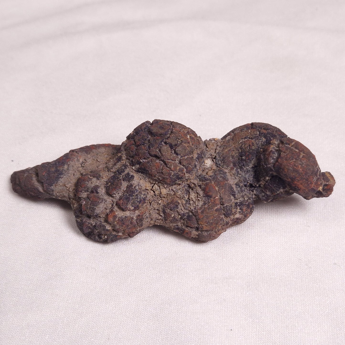 COPROLITE (FOSSILISED POO), Eocene, Madagascar XCF005