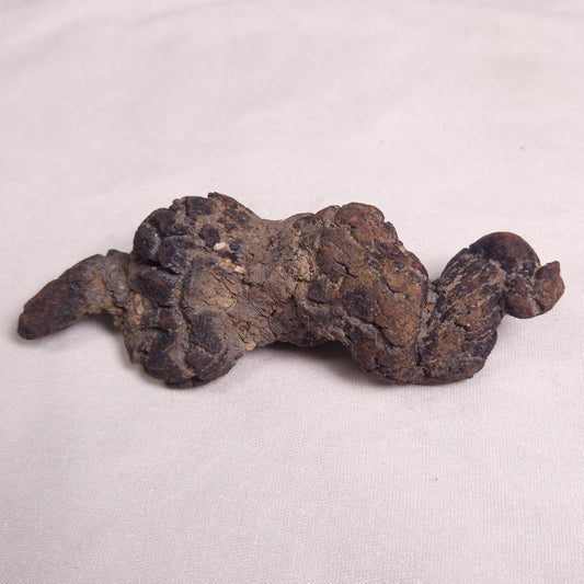 COPROLITE (FOSSILISED POO), Eocene, Madagascar XCF005